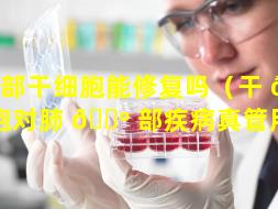 肺部干细胞能修复吗（干 🐶 细胞对肺 🐺 部疾病真管用吗）